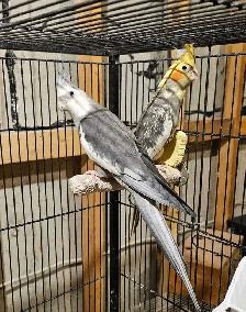 Adoranble bonded pair - Photo 3