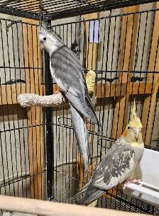 Adoranble bonded pair - Photo 4