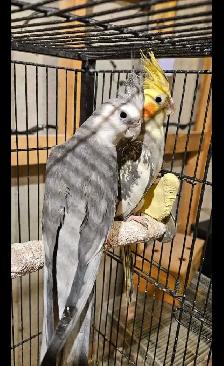 Adoranble bonded pair - Photo 5