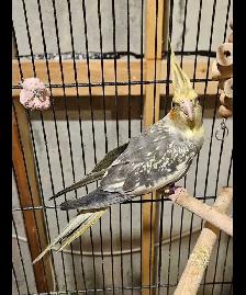 Adoranble bonded pair - Photo 6