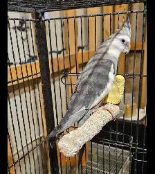 Adoranble bonded pair - Photo 7