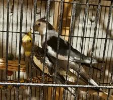 Adoranble bonded pair - Photo 8