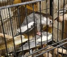 Adoranble bonded pair - Photo 9