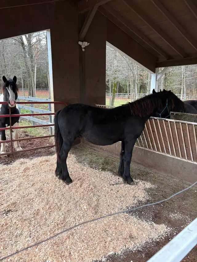 Frison jument et poulain - Photo 3