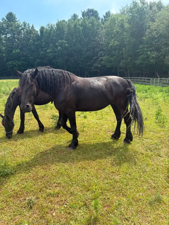 Frison jument et poulain - Photo 4