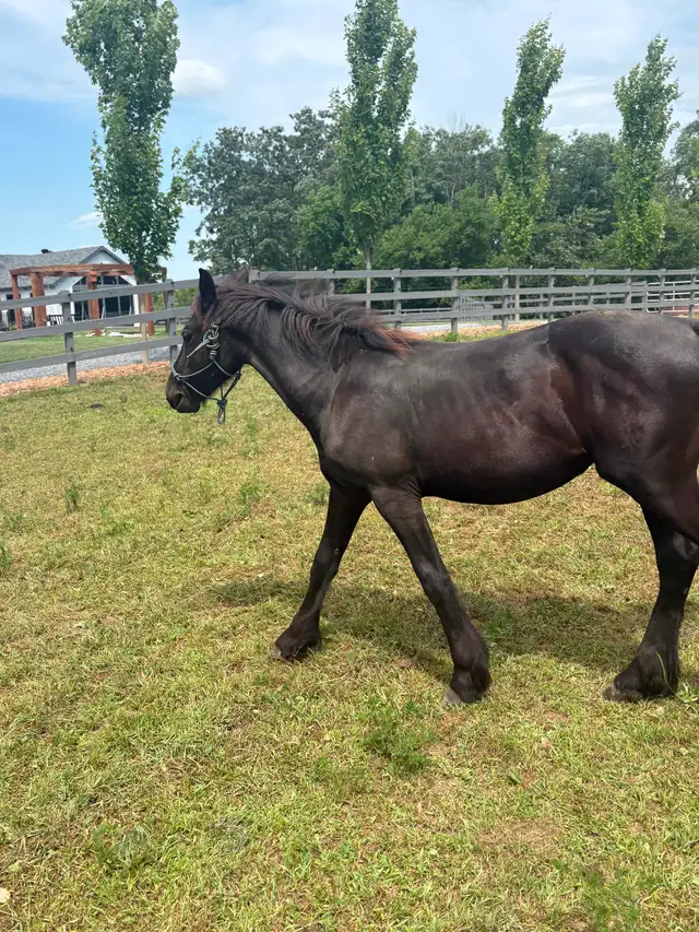 Frison jument et poulain - Photo 5