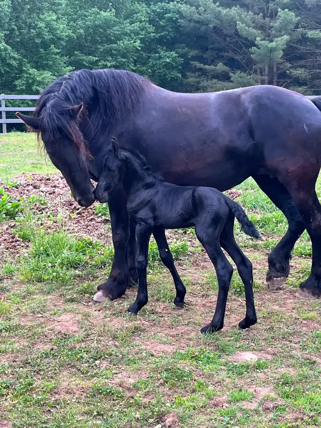 Frison jument et poulain - Photo 6