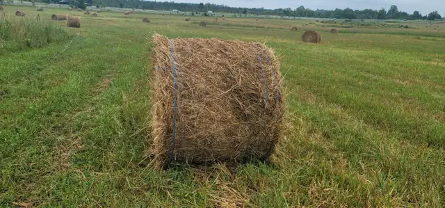 Round bale hardcore 4x4 .2025 hay stored inside. 140 bales  $40