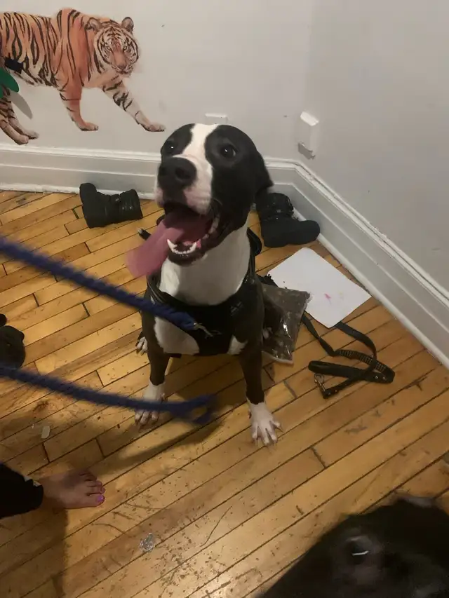 half dogo/ malinoise for free