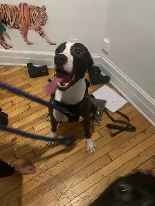 half dogo/ malinoise for free