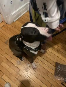 half dogo/ malinoise for free - Photo 2