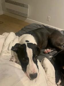 half dogo/ malinoise for free - Photo 3