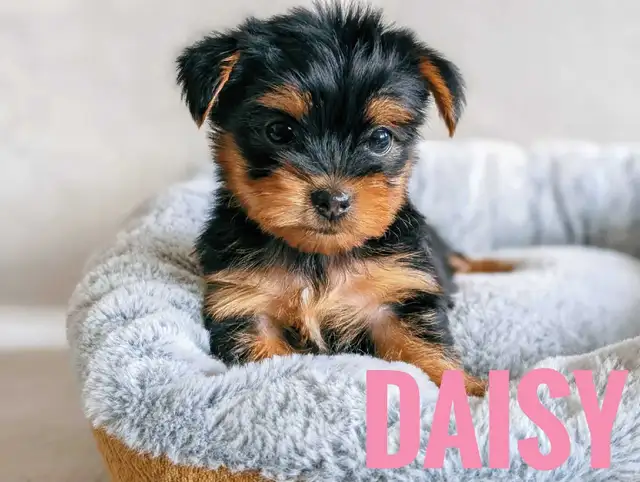 Female Yorkie Puppies