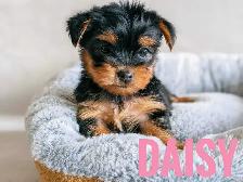 Female Yorkie Puppies