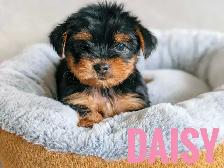 Female Yorkie Puppies - Photo 2