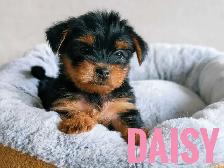 Female Yorkie Puppies - Photo 3