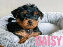 Female Yorkie Puppies - Photo 4