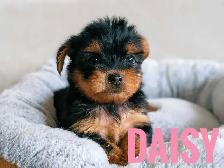 Female Yorkie Puppies - Photo 5