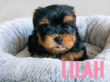 Female Yorkie Puppies - Photo 6