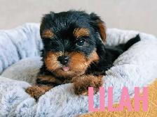 Female Yorkie Puppies - Photo 7