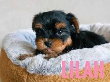 Female Yorkie Puppies - Photo 8