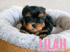Female Yorkie Puppies - Photo 9