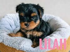 Female Yorkie Puppies - Photo 10