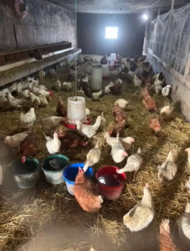 laying hens for sale