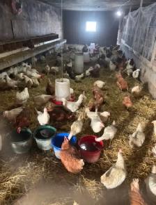 laying hens for sale