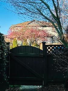 2 Bedroom Basement Suite for Rent – Surrey (Clayton Area) - Photo 9