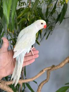 Indian ringneck babies (lacewing Male)