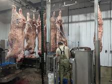 Beef Abbatoir services (Wembley AB)