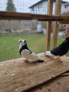 Camorian tumbler pigeon for sale