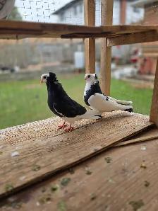 Camorian tumbler pigeon for sale - Photo 6