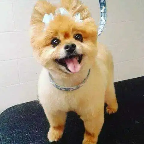 Dog and cat grooming near me