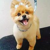 Dog and cat grooming near me