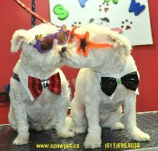 Dog and cat grooming near me - Photo 3