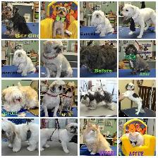 Dog and cat grooming near me - Photo 7