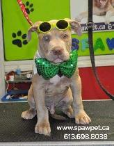 Dog and cat grooming near me - Photo 9