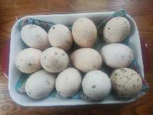 feralized eggs for sale