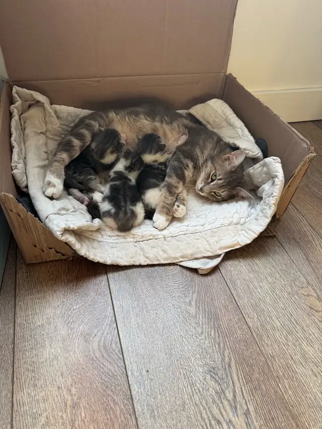 3 kittens and mother cat for free!!