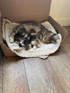 3 kittens and mother cat for free!!