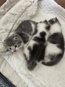 3 kittens and mother cat for free!! - Photo 2