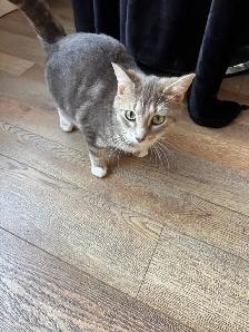 3 kittens and mother cat for free!! - Photo 3