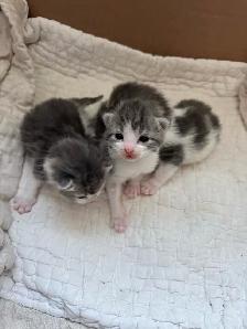 3 kittens and mother cat for free!! - Photo 4