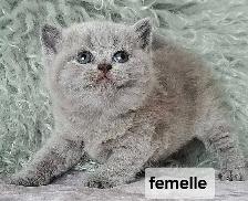 British Shorthair - Photo 2