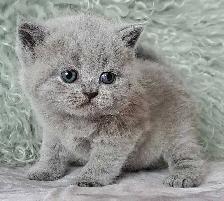 British Shorthair - Photo 3