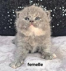 British Shorthair - Photo 4