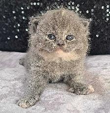 British Shorthair - Photo 5