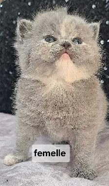 British Shorthair - Photo 6